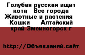 Голубая русская ищит кота - Все города Животные и растения » Кошки   . Алтайский край,Змеиногорск г.